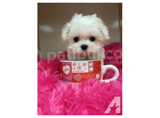 Maltesse Terrier Cinsleri