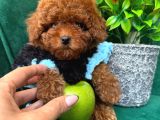 Tcap Ve Toy Poodle Bebekleri̇