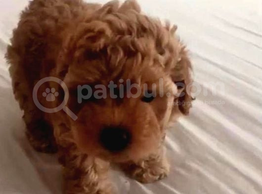 Scr Li̇ Anneden Toy Poddle Kore Kan Yavrumuz