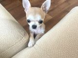 NİRVANA TEACUP CHİUAVAVA BEBEKLER 
