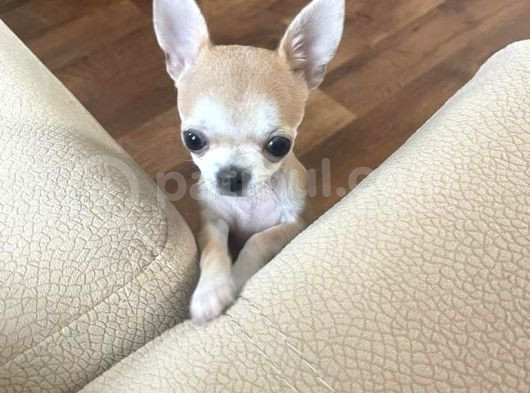 Ni̇rvana Teacup Chi̇uavava Bebekler 