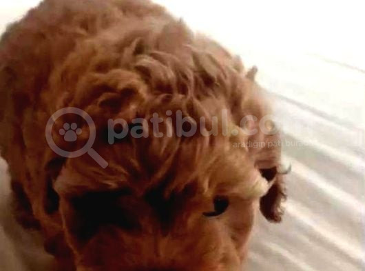 Scr Li̇ Anneden Toy Poddle Kore Kan Yavrumuz görsel