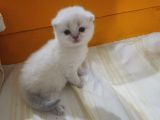 Ni̇rvana Scoti̇sh Fold Bebekler 
