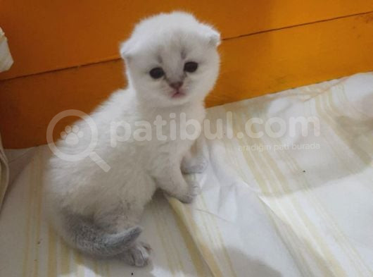Ni̇rvana Scoti̇sh Fold Bebekler  görsel