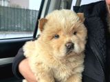Chow chow yavru çin aslanı