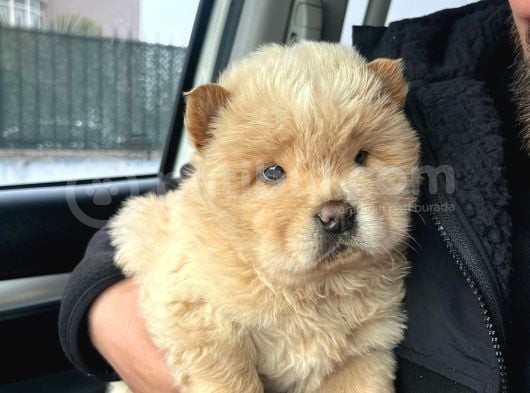 Chow Chow Yavru Çin Aslanı