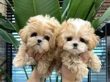 Kahve tonlu mini boy puppy sevimli yavrular MALTİPO CİNSİ