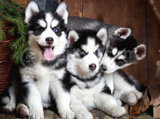 Ni̇rvana Husky Yavrular 
