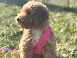 Poodle Yavrumuz Oyuncu Ve Çok Tatlı