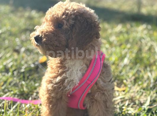 Poodle Yavrumuz Oyuncu Ve Çok Tatlı görsel