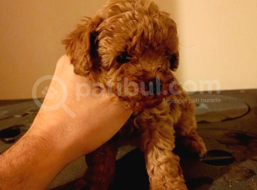 Ni̇rvana Poddle Yavrular 