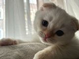 Scottish Fold Yavrum