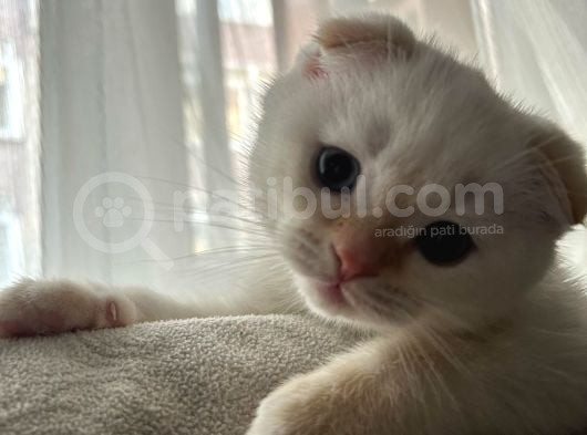 Scottish Fold Yavrum