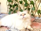 Şecereli Orijinal British Longhair