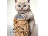 Güzel Gözlüm Lilac British Shorthair