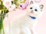 Asil Bebek Ragdoll