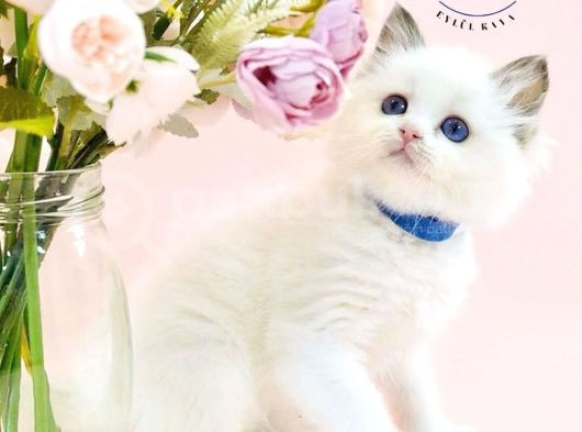 Asil Bebek Ragdoll