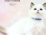 Asil Bebek Ragdoll