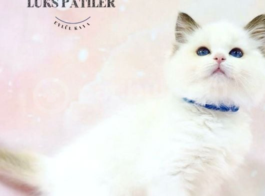 Asil Bebek Ragdoll görsel