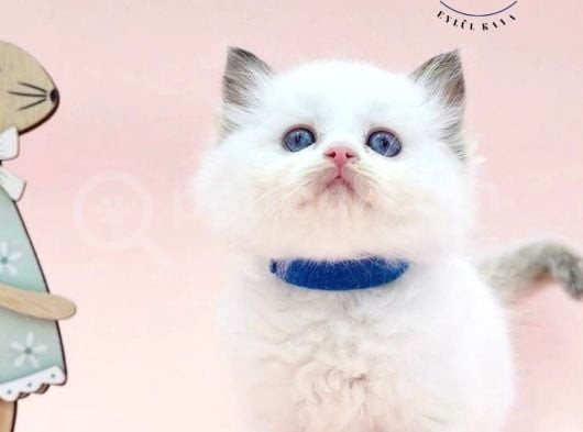 Asil Bebek Ragdoll görsel