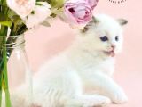 Asil Bebek Ragdoll