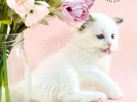 Asil Bebek Ragdoll görsel