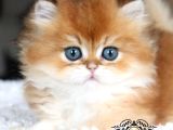 Masalsı güzellikte Golden British Longhair