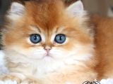 Masalsı Güzellikte Golden British Longhair
