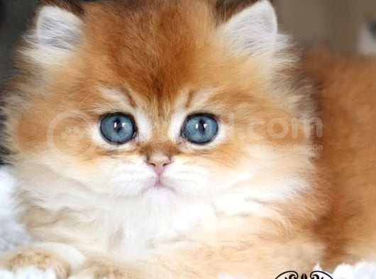 Masalsı Güzellikte Golden British Longhair görsel