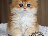 Masalsı Güzellikte Golden British Longhair