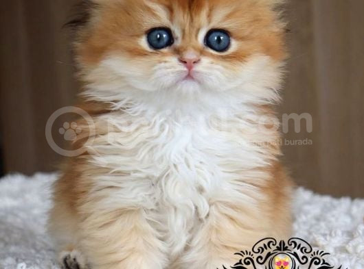 Masalsı Güzellikte Golden British Longhair görsel