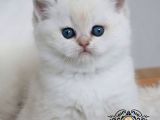 Beyaz Melek Silver British Shorthair