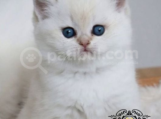 Beyaz Melek Silver British Shorthair görsel
