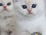 Beyaz Melek Silver British Shorthair