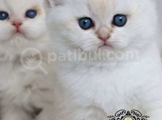 Beyaz Melek Silver British Shorthair