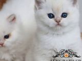 Beyaz Melek Silver British Shorthair