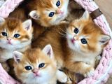 Mavi Boncuklar Golden British Shorthair Ny12