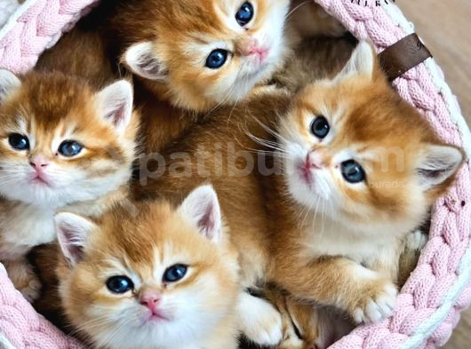 Mavi Boncuklar Golden British Shorthair Ny12 görsel