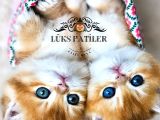 Mavi Boncuklar Golden British Shorthair NY12