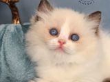 Oyuncak Bebeğim Ragdoll