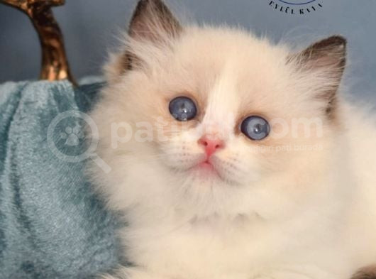 Oyuncak Bebeğim Ragdoll görsel