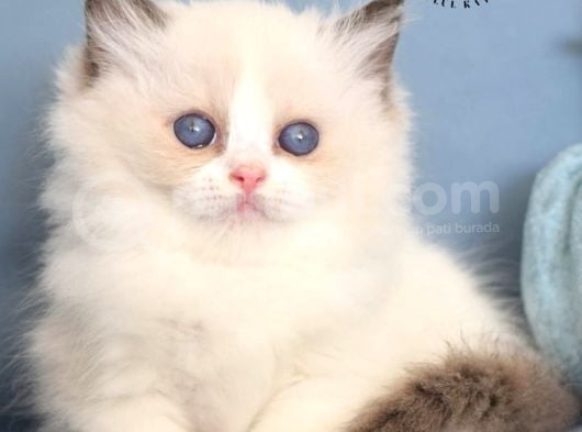 Oyuncak Bebeğim Ragdoll