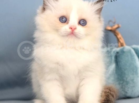 Oyuncak Bebeğim Ragdoll görsel