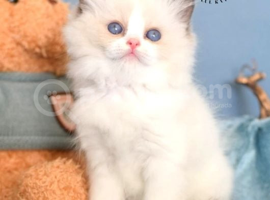 Oyuncak Bebeğim Ragdoll görsel
