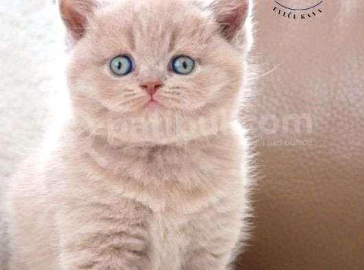 Güzel Gözlüm Lilac British Shorthair