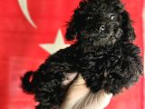 Si̇msi̇yah Toy Poodle Yavrularimiz
