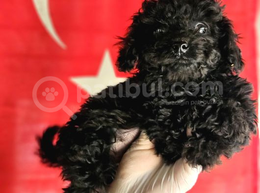 Si̇msi̇yah Toy Poodle Yavrularimiz görsel