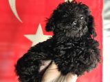 Si̇msi̇yah Toy Poodle Yavrularimiz