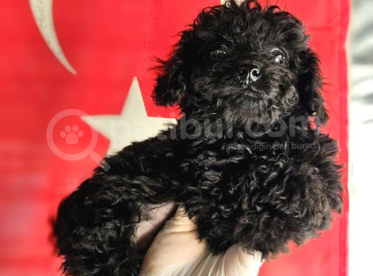Si̇msi̇yah Toy Poodle Yavrularimiz görsel