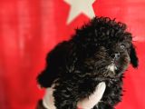 Si̇msi̇yah Toy Poodle Yavrularimiz
